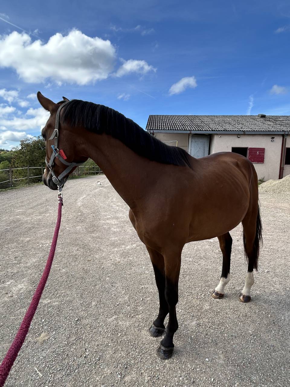 Caballo entero Silla Franc&eacute;s En venta 2023 Bayo por CANTURO
