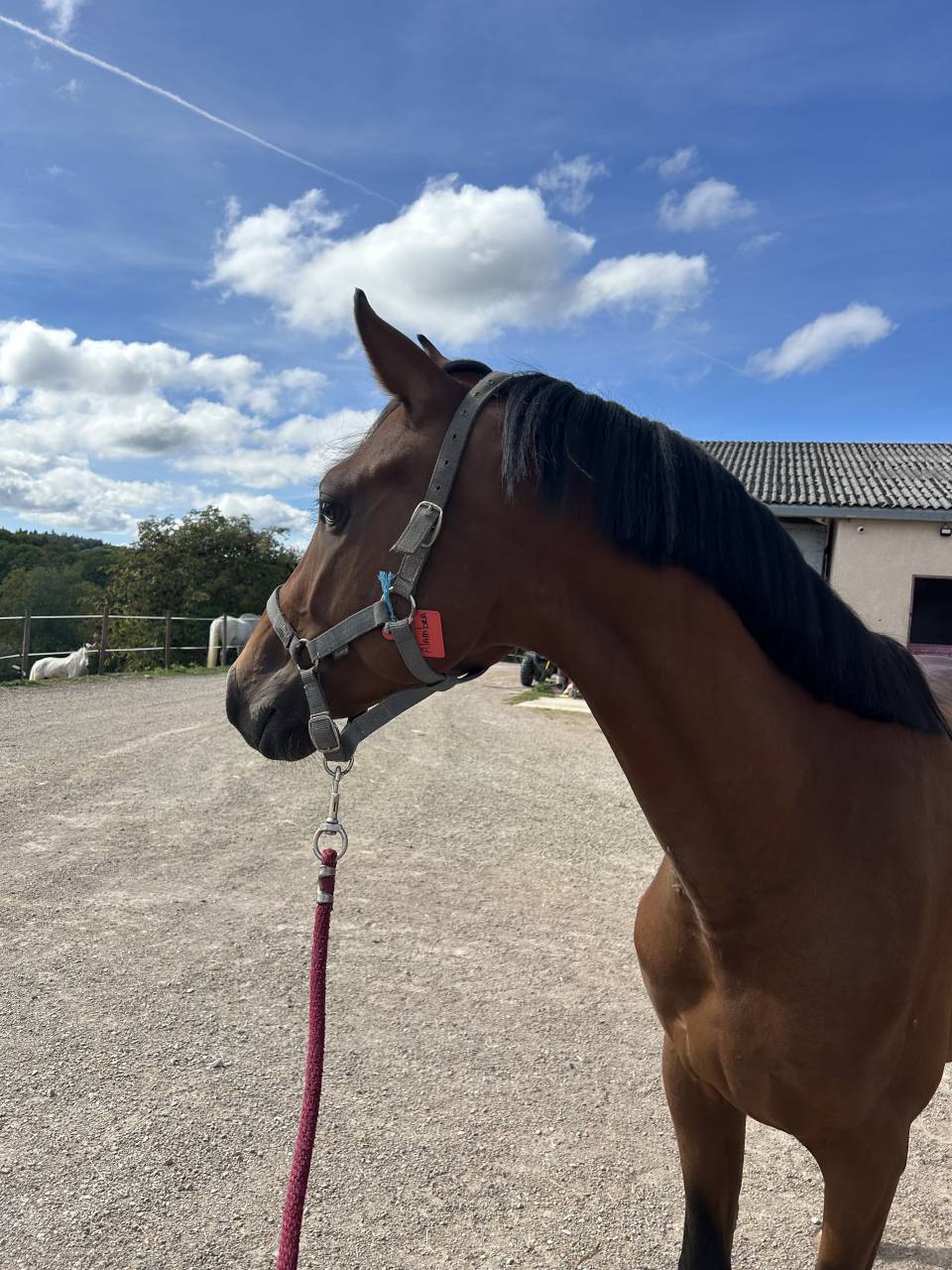 Caballo entero Silla Franc&eacute;s En venta 2023 Bayo por CANTURO