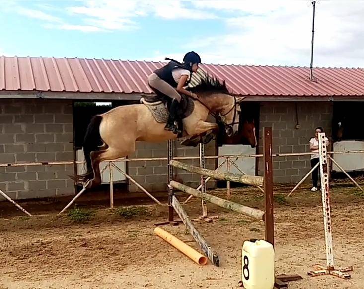  Impresionante caballo Bayo 15 a&ntilde;os | Noble y vers&aacute;til 