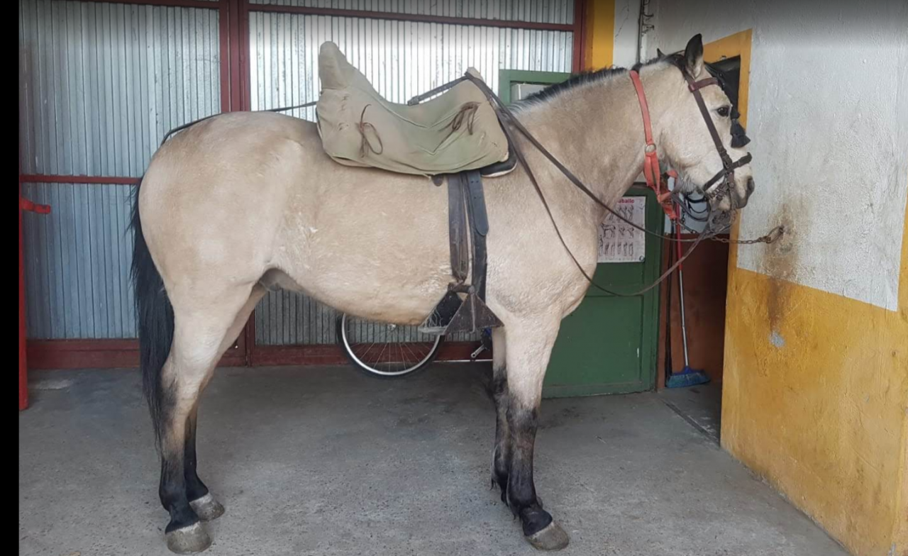  Impresionante caballo Bayo 15 a&ntilde;os | Noble y vers&aacute;til 