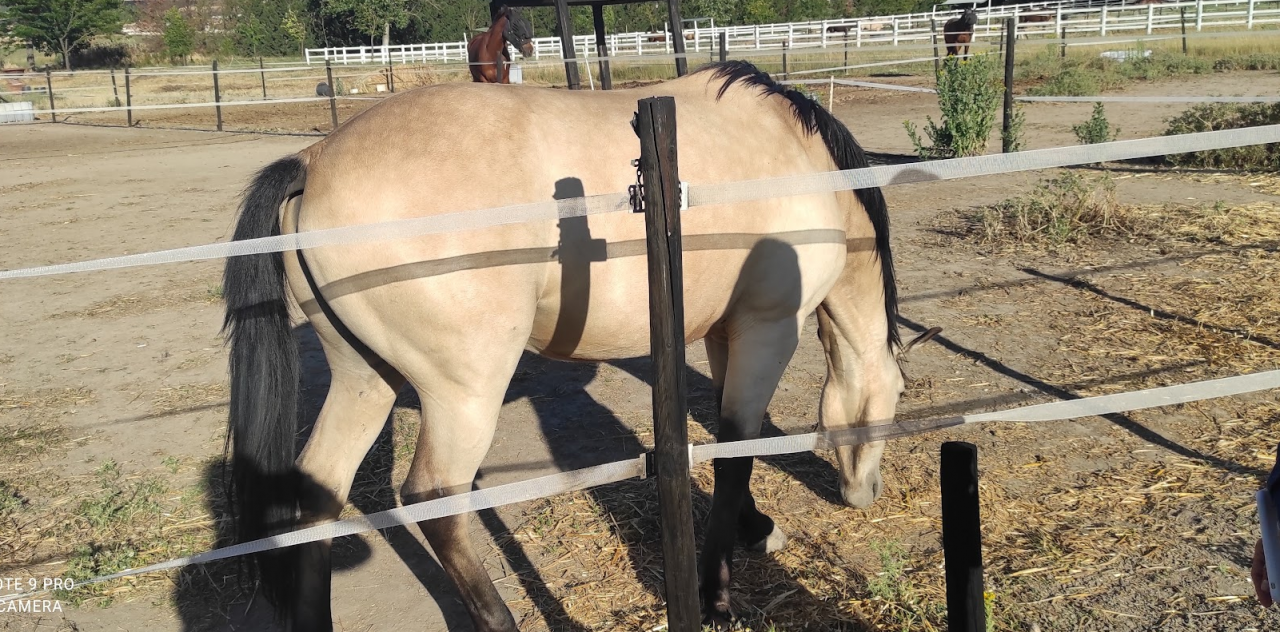  Impresionante caballo Bayo 15 a&ntilde;os | Noble y vers&aacute;til 