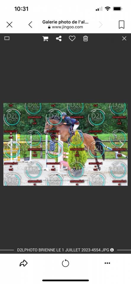 Caballo castrado PFS Poni Fran&ccedil;&eacute;s de Silla En venta 2019 Bayo
