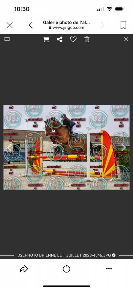 Caballo castrado PFS Poni Fran&ccedil;&eacute;s de Silla En venta 2019 Bayo