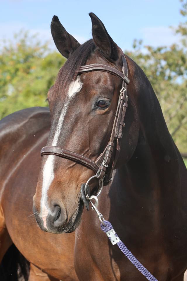 Caballo castrado Silla Franc&eacute;s En venta 2019 Bayo moreno por QLASSIC BOIS MARGOT