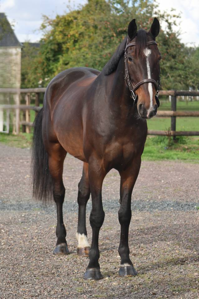 Caballo castrado Silla Franc&eacute;s En venta 2019 Bayo moreno por QLASSIC BOIS MARGOT