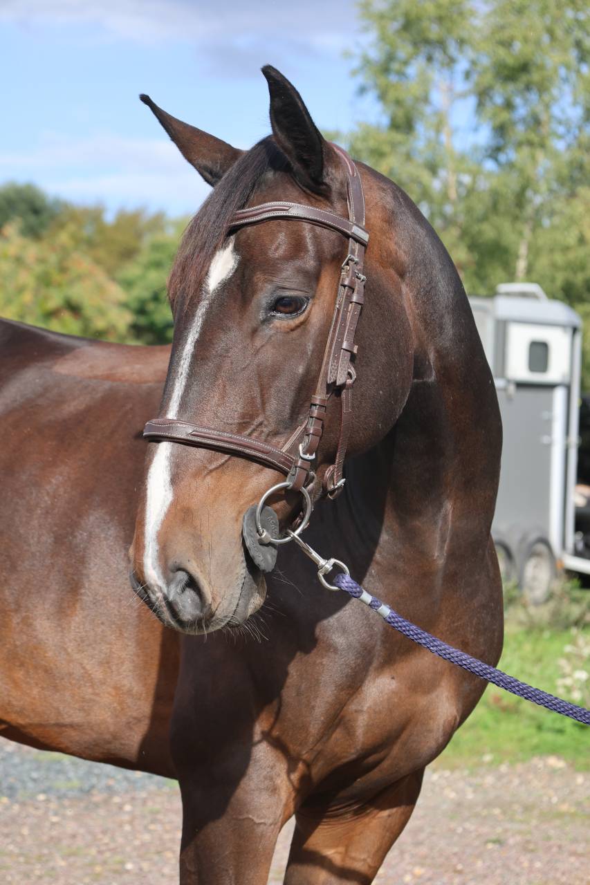 Caballo castrado Silla Franc&eacute;s En venta 2019 Bayo moreno por QLASSIC BOIS MARGOT