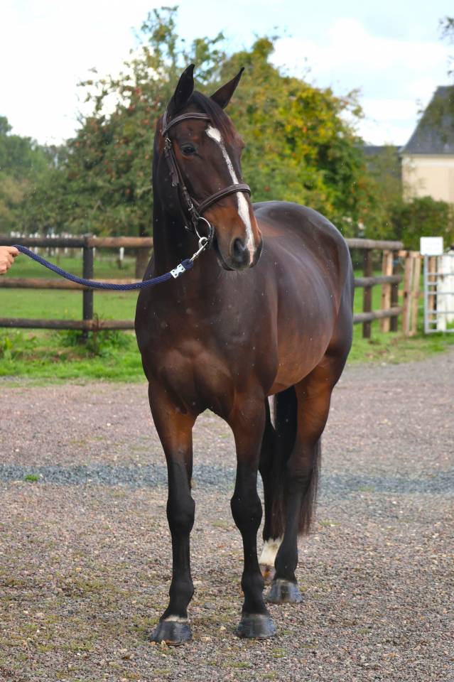 Caballo castrado Silla Franc&eacute;s En venta 2019 Bayo moreno por QLASSIC BOIS MARGOT
