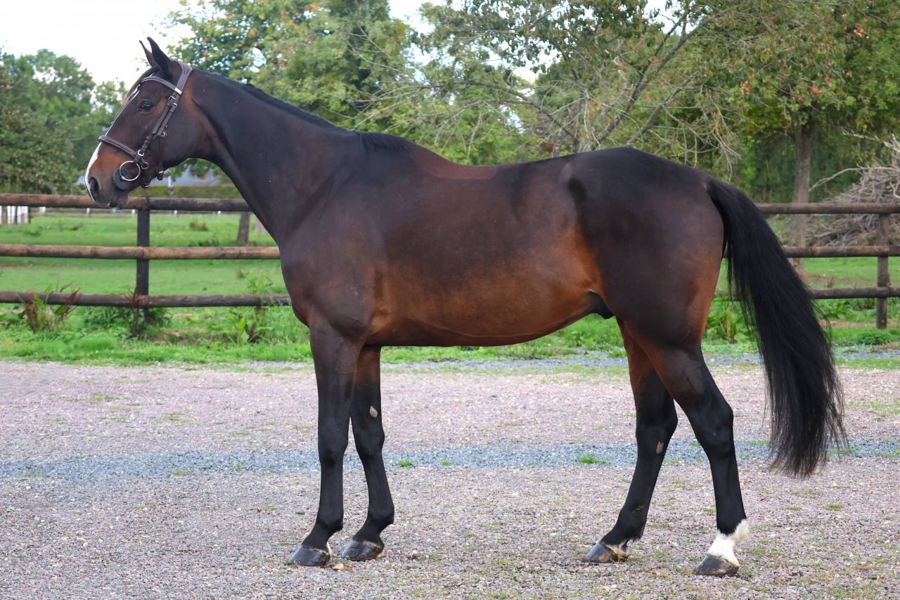 Caballo castrado Silla Franc&eacute;s En venta 2019 Bayo moreno por QLASSIC BOIS MARGOT