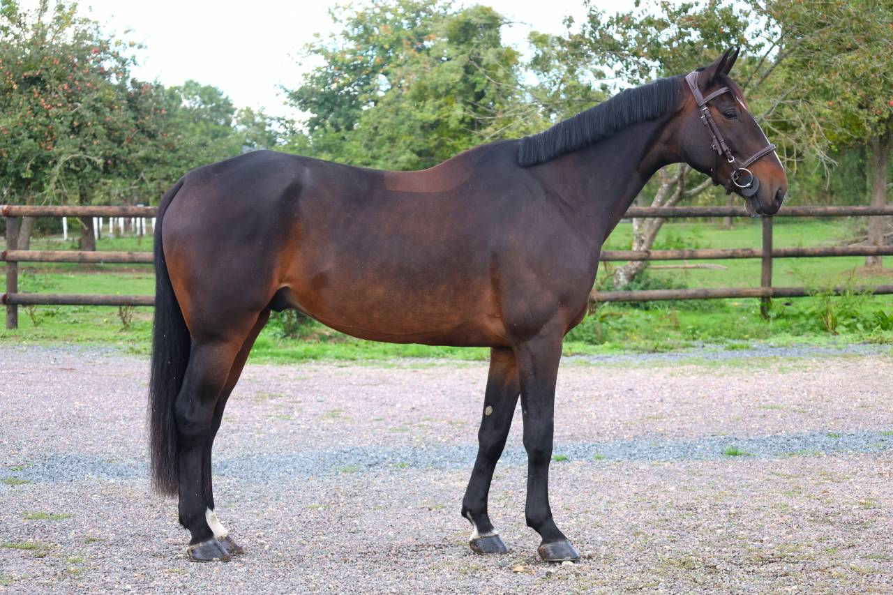 Caballo castrado Silla Franc&eacute;s En venta 2019 Bayo moreno por QLASSIC BOIS MARGOT