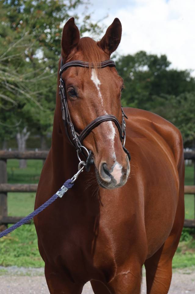 Caballo castrado Silla Franc&eacute;s En venta 2017 Alaz&aacute;n por KASSIDI