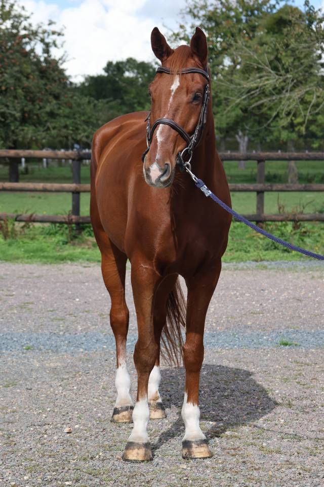 Caballo castrado Silla Franc&eacute;s En venta 2017 Alaz&aacute;n por KASSIDI