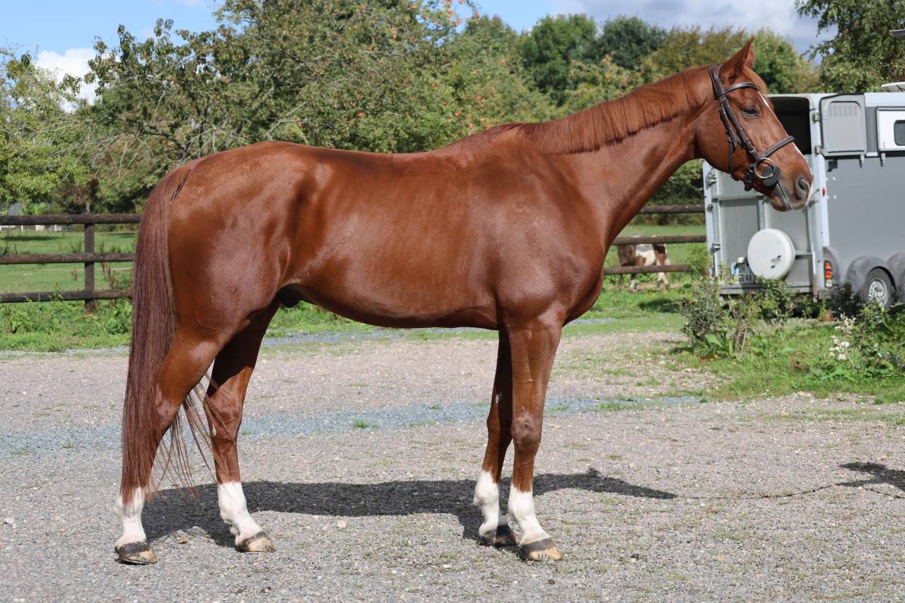 Caballo castrado Silla Franc&eacute;s En venta 2017 Alaz&aacute;n por KASSIDI