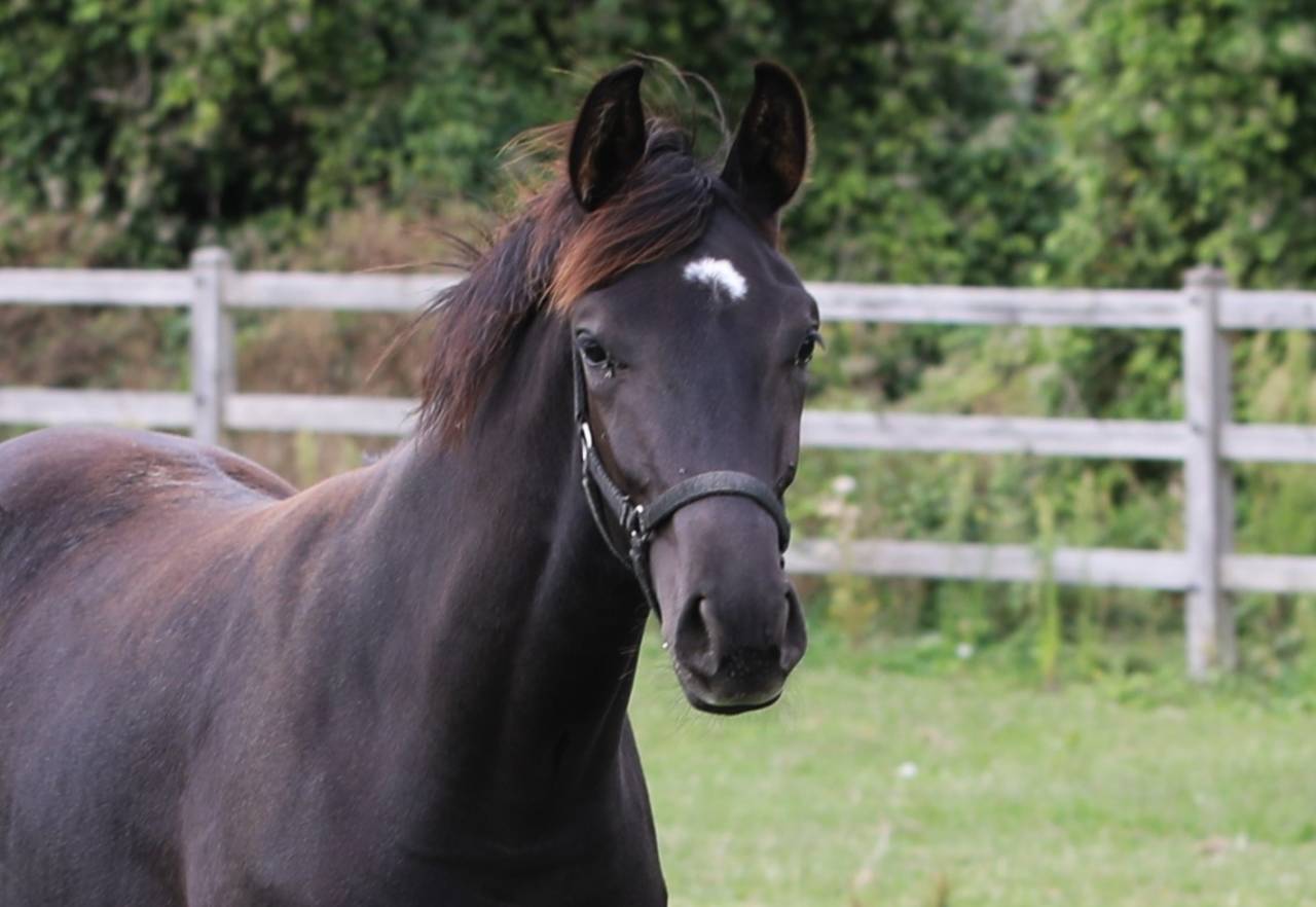 Potranca KWPN Caballo de Deporte Neerland&eacute;s En venta 2026 Negro por SECRET LOVER
