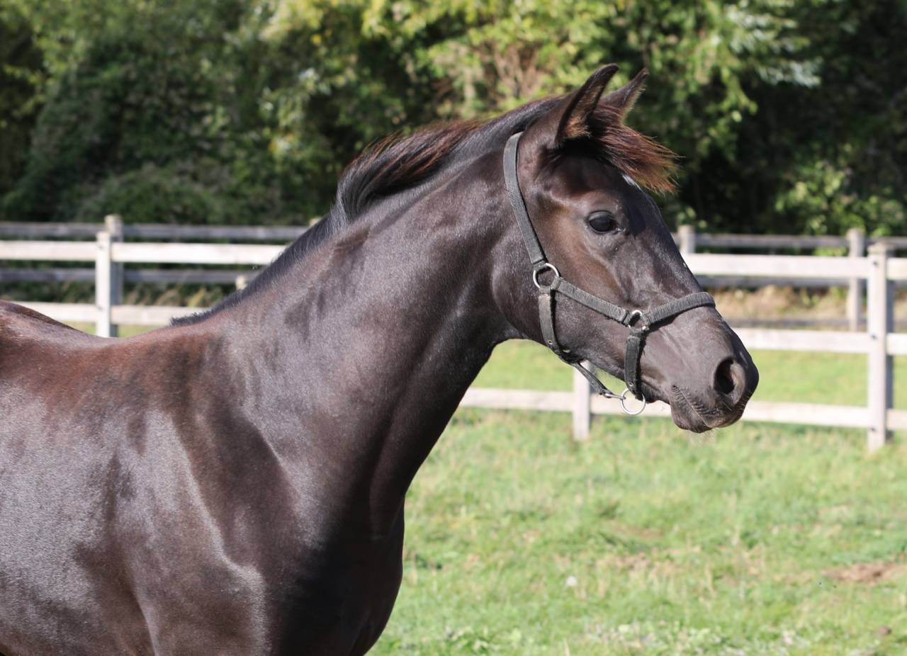 Potranca KWPN Caballo de Deporte Neerland&eacute;s En venta 2026 Negro por SECRET LOVER