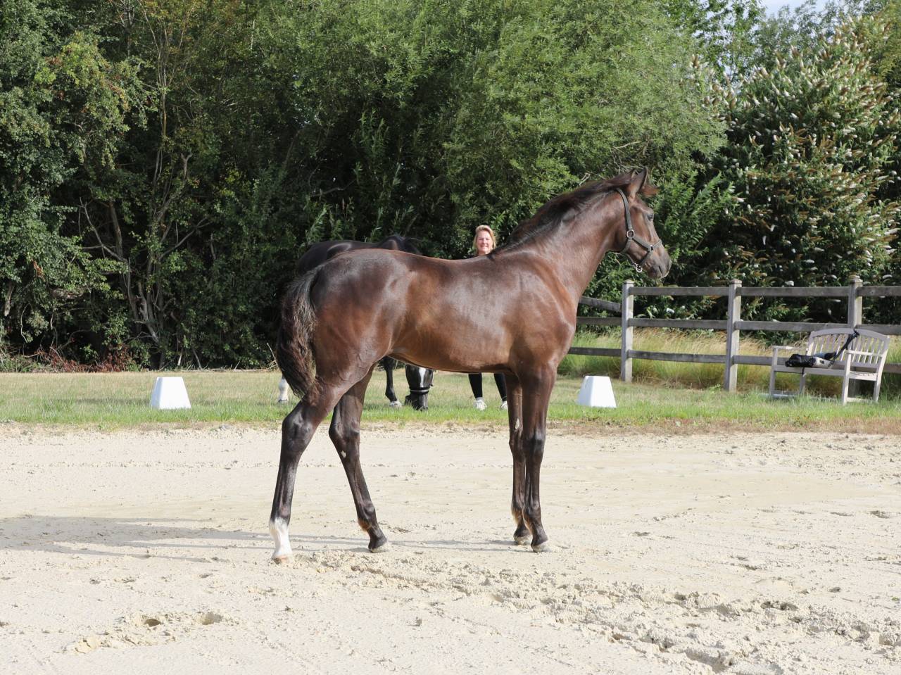 Potranca KWPN Caballo de Deporte Neerland&eacute;s En venta 2026 Negro por SECRET LOVER