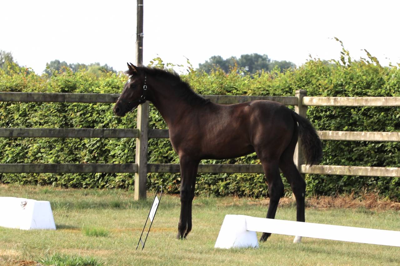 Potranca KWPN Caballo de Deporte Neerland&eacute;s En venta 2026 Negro por SECRET LOVER