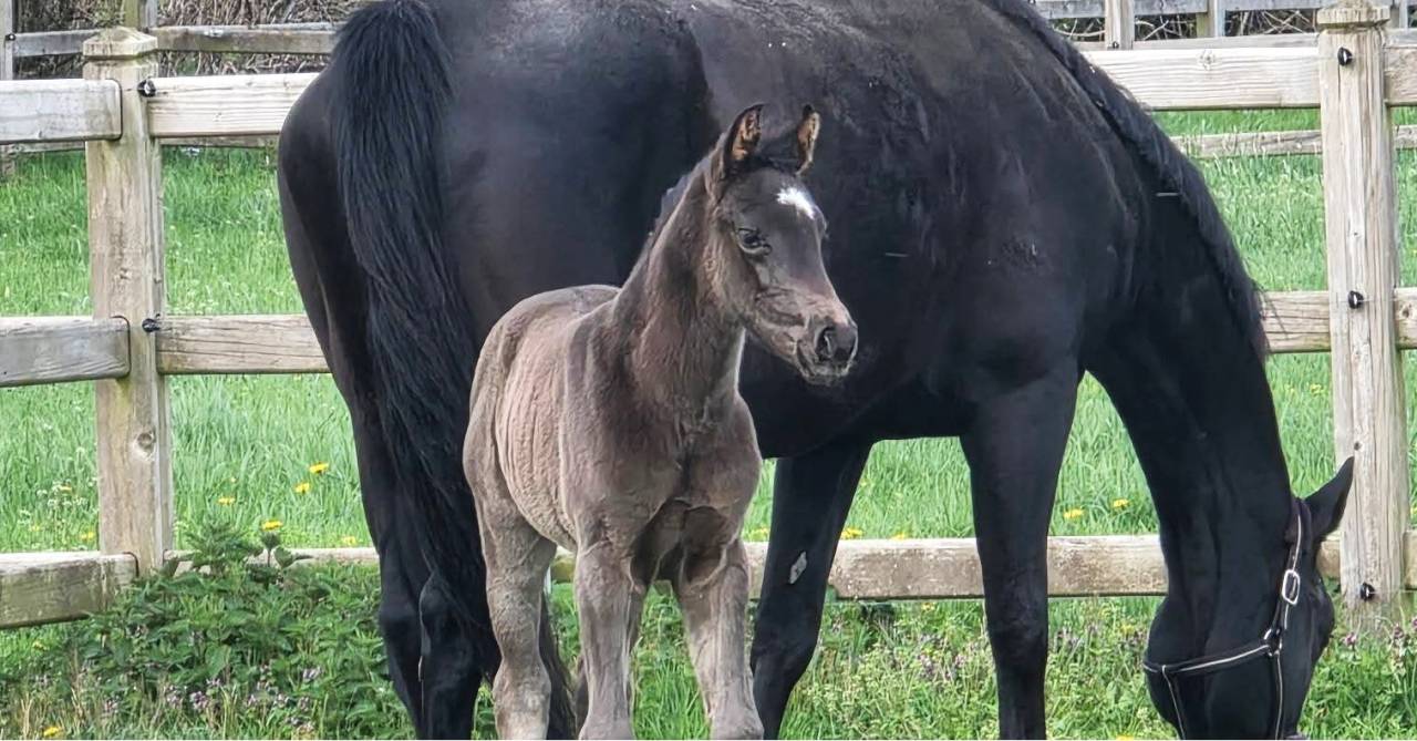 Potranca KWPN Caballo de Deporte Neerland&eacute;s En venta 2026 Negro por SECRET LOVER