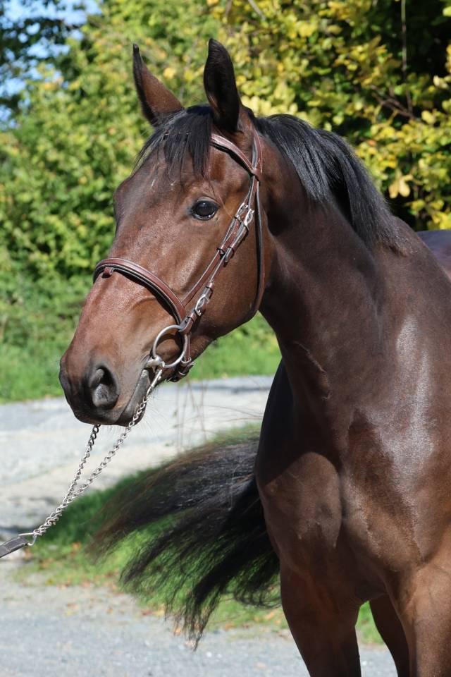 Caballo castrado Silla Franc&eacute;s En venta 2023 Bayo por CANDY DE NANTUEL