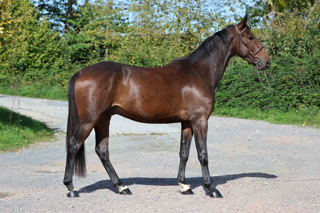 Caballo castrado Silla Franc&eacute;s En venta 2023 Bayo por CANDY DE NANTUEL