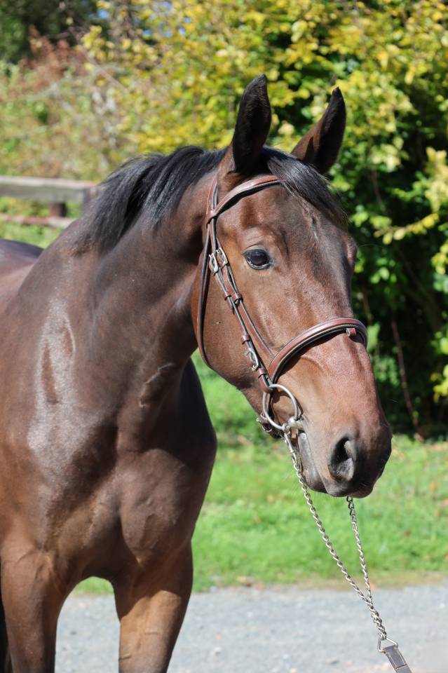 Caballo castrado Silla Franc&eacute;s En venta 2023 Bayo por CANDY DE NANTUEL