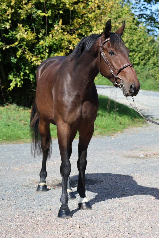 Caballo castrado Silla Franc&eacute;s En venta 2023 Bayo por CANDY DE NANTUEL