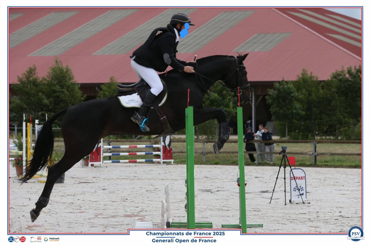 Caballo castrado Holsteiner En venta 2006 Negro