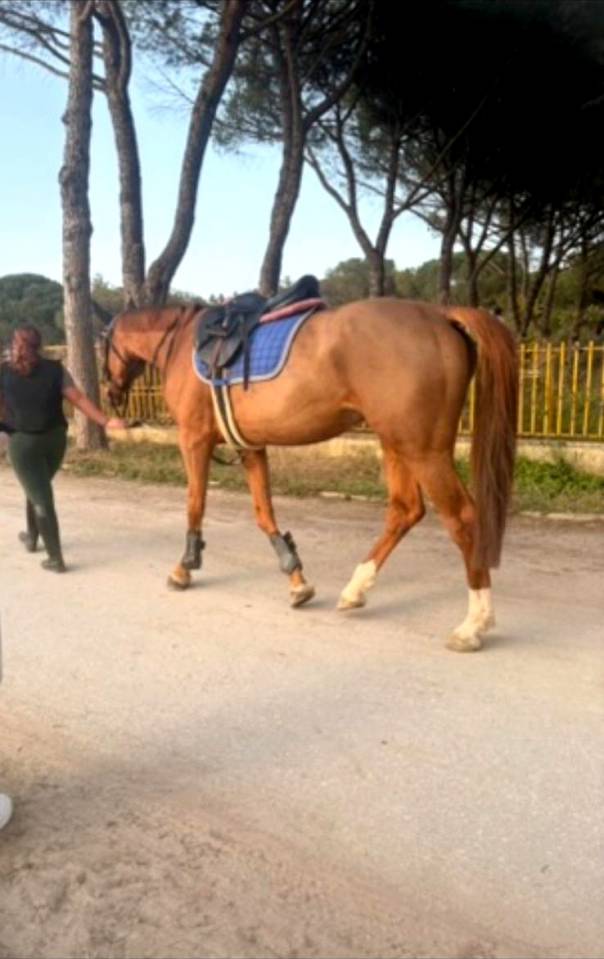 Yegua Cheval de Selle Italien En venta 2020 Bayo por SILVER DEUX DE VIRTON