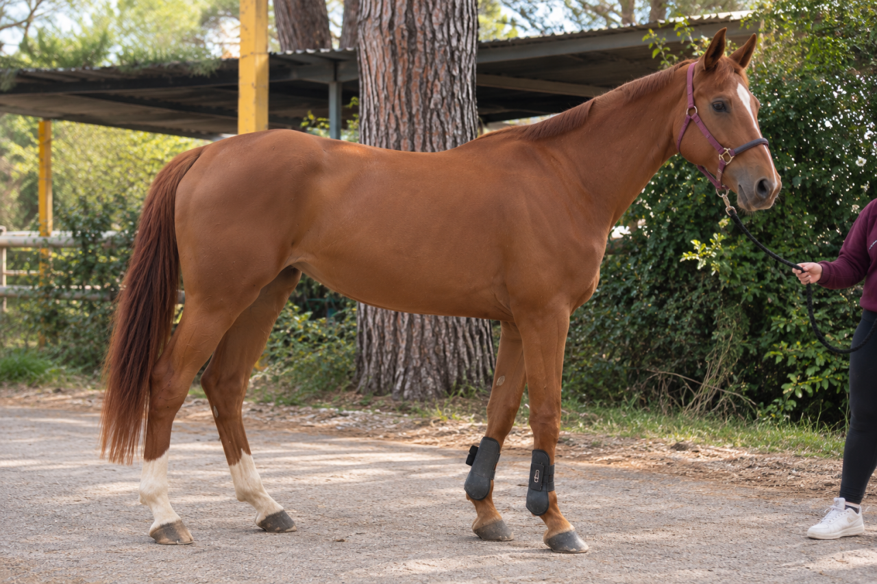 Yegua Cheval de Selle Italien En venta 2020 Bayo por SILVER DEUX DE VIRTON