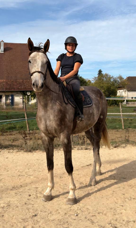 Caballo castrado Silla Franc&eacute;s En venta 2022 Tordo