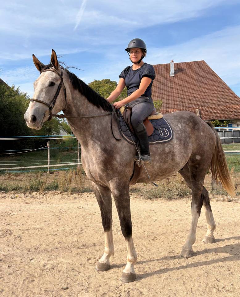 Caballo castrado Silla Franc&eacute;s En venta 2022 Tordo