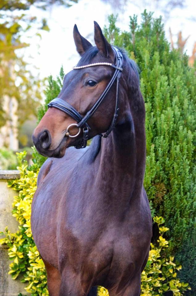 Caballo castrado KWPN Caballo de Deporte Neerland&eacute;s En venta 2022 Negro por R&eacute;volution