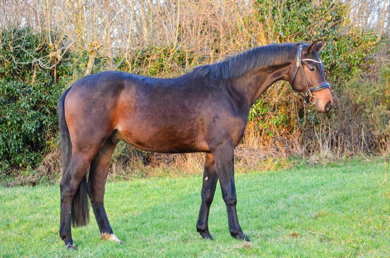 Caballo castrado KWPN Caballo de Deporte Neerland&eacute;s En venta 2022 Negro por R&eacute;volution