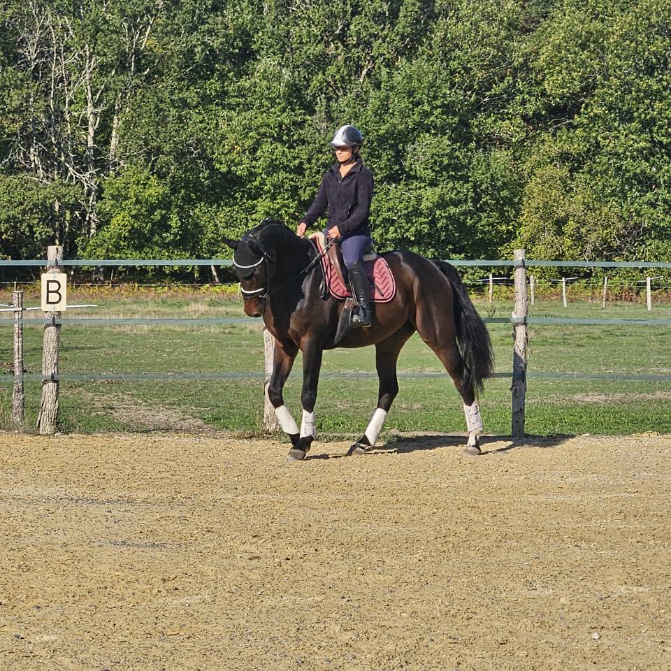 Caballo castrado KWPN Caballo de Deporte Neerland&eacute;s En venta 2022 Negro por R&eacute;volution