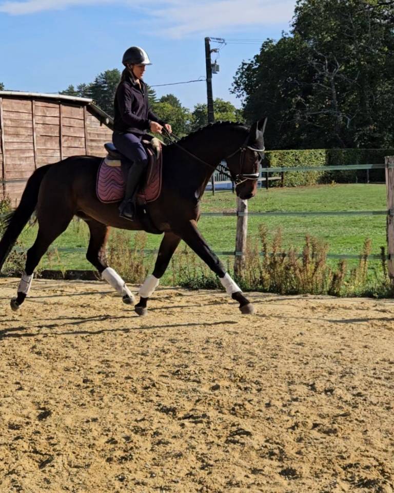 Caballo castrado KWPN Caballo de Deporte Neerland&eacute;s En venta 2022 Negro por R&eacute;volution
