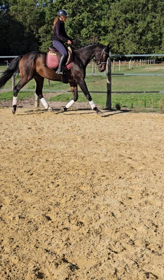 Caballo castrado KWPN Caballo de Deporte Neerland&eacute;s En venta 2022 Negro por R&eacute;volution