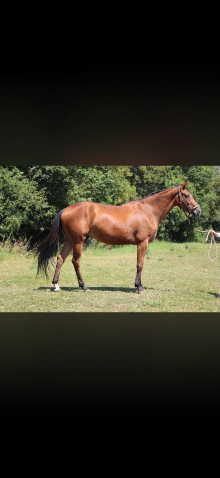 Potranca Silla Franc&eacute;s En venta 2023 Bayo moreno por Uncognito bois margot