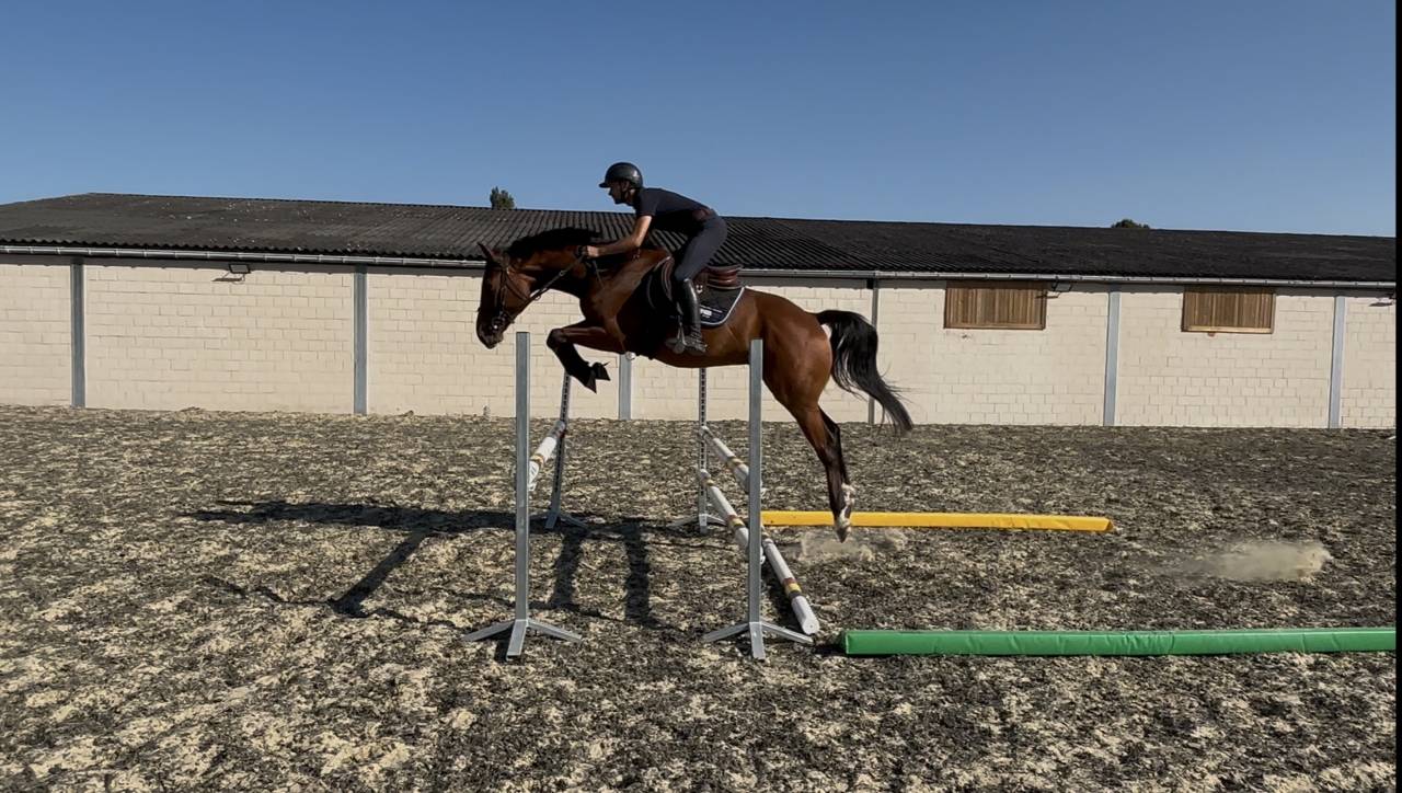 Caballo castrado sBs Caballo de Deporte Belga En venta 2021 Bayo por Fidelgo du houssoit
