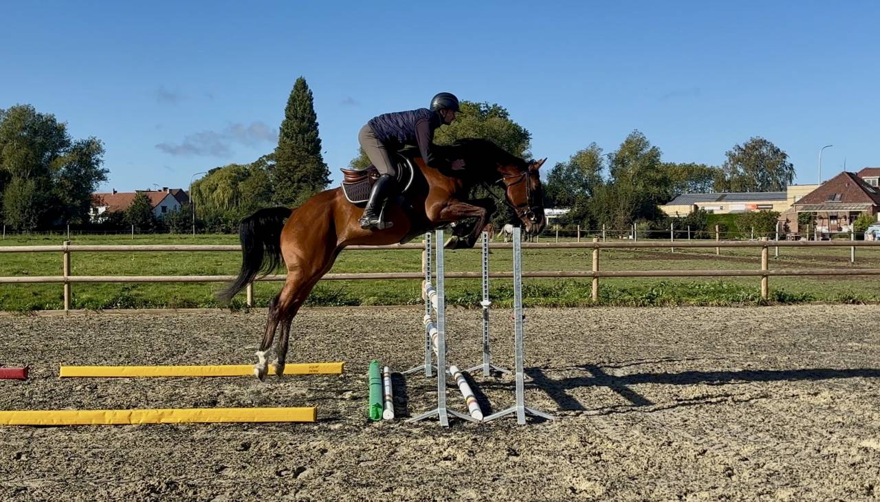 Caballo castrado sBs Caballo de Deporte Belga En venta 2021 Bayo por Fidelgo du houssoit