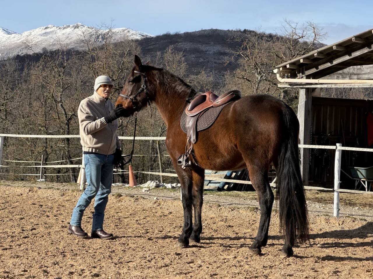 Caballo castrado Trot&oacute;n Franc&eacute;s En venta 2018 Bayo por Orlando Vici 