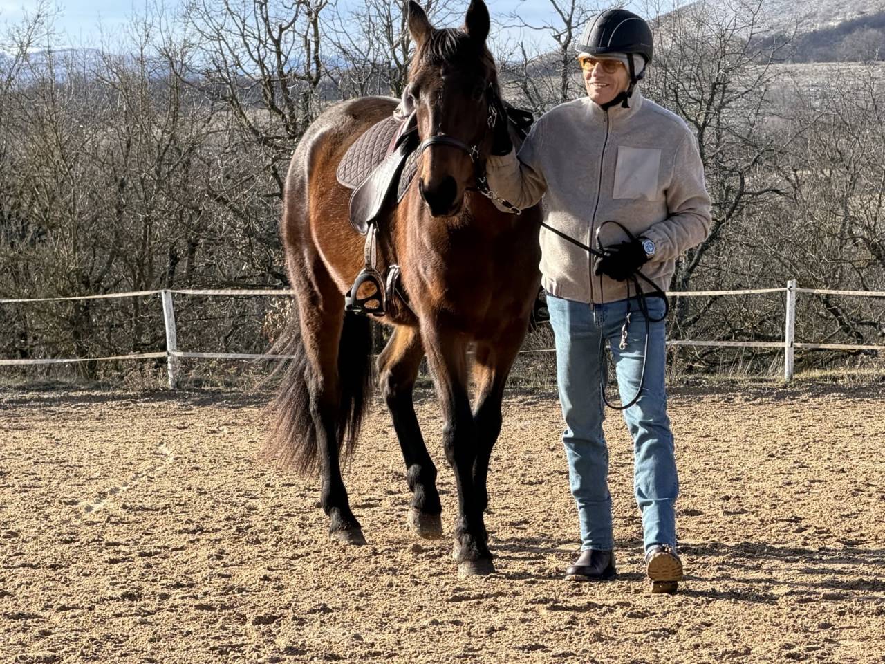 Caballo castrado Trot&oacute;n Franc&eacute;s En venta 2018 Bayo por Orlando Vici 
