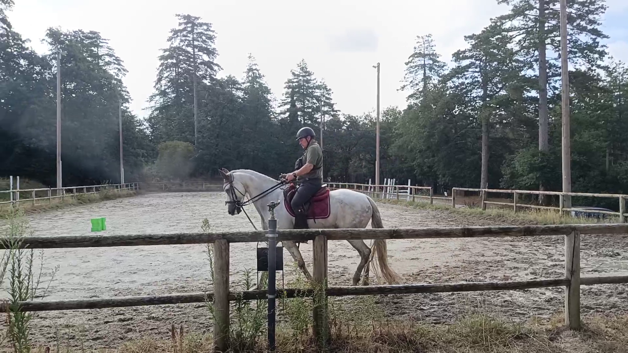Caballo castrado PRE Pura Raza Espa&ntilde;ola En venta 2017 Tordo por Lobero XVIII