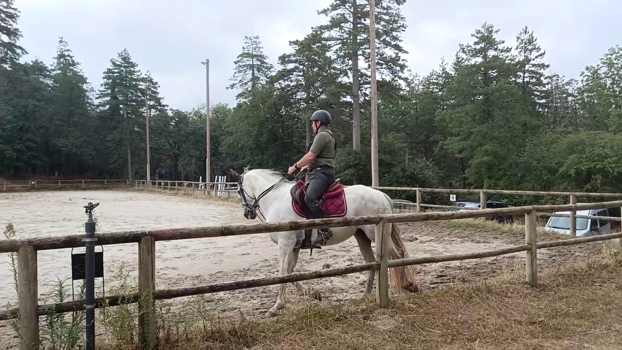 Caballo castrado PRE Pura Raza Espa&ntilde;ola En venta 2017 Tordo por Lobero XVIII