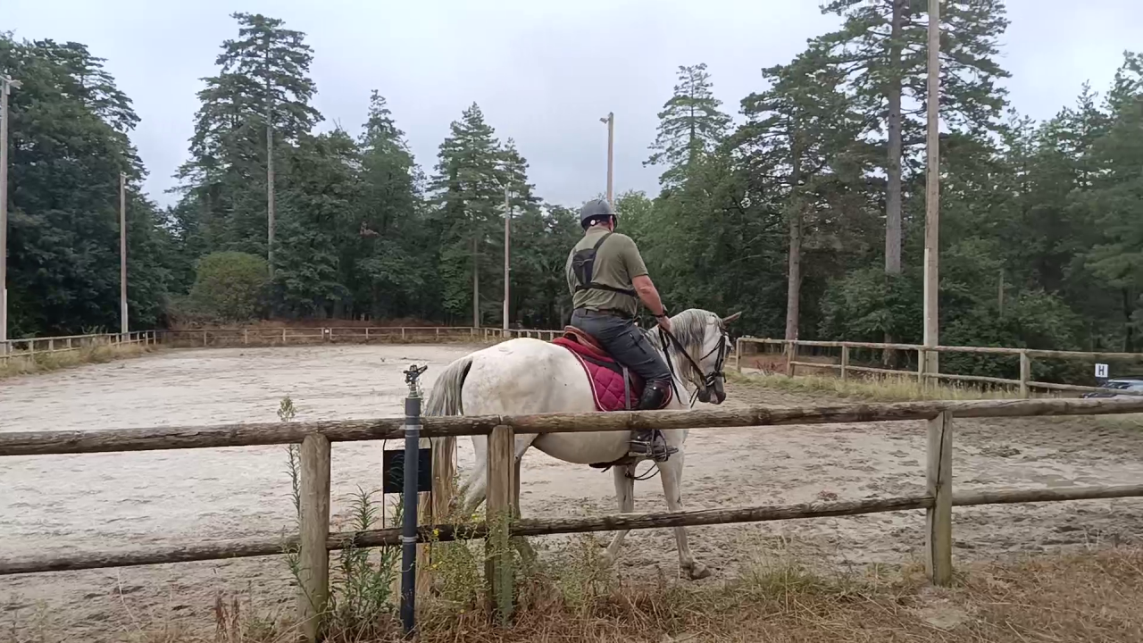 Caballo castrado PRE Pura Raza Espa&ntilde;ola En venta 2017 Tordo por Lobero XVIII