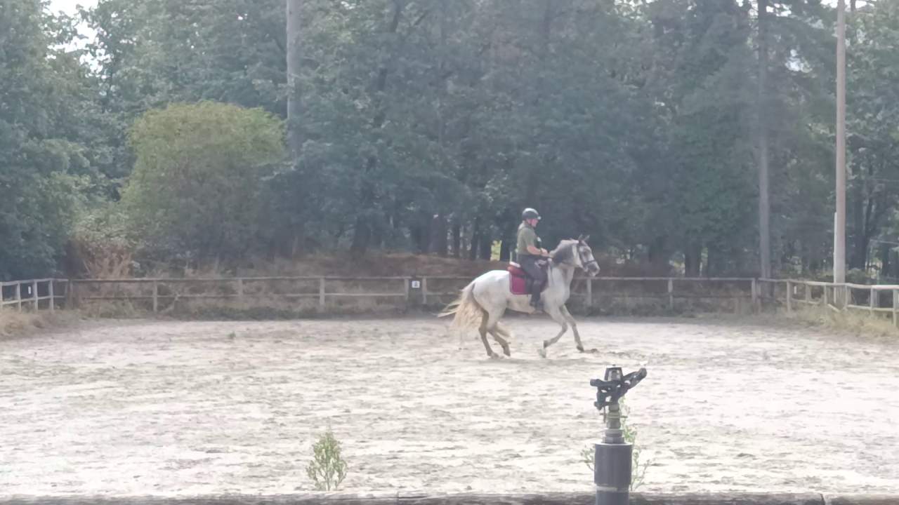 Caballo castrado PRE Pura Raza Espa&ntilde;ola En venta 2017 Tordo por Lobero XVIII