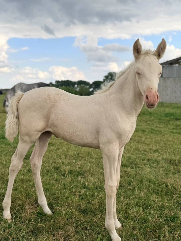 Yegua PRE Pura Raza Espa&ntilde;ola En venta 2026 Crema