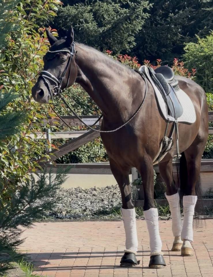 Caballo castrado KWPN Caballo de Deporte Neerland&eacute;s En venta 2020 Bayo moreno por Ebony