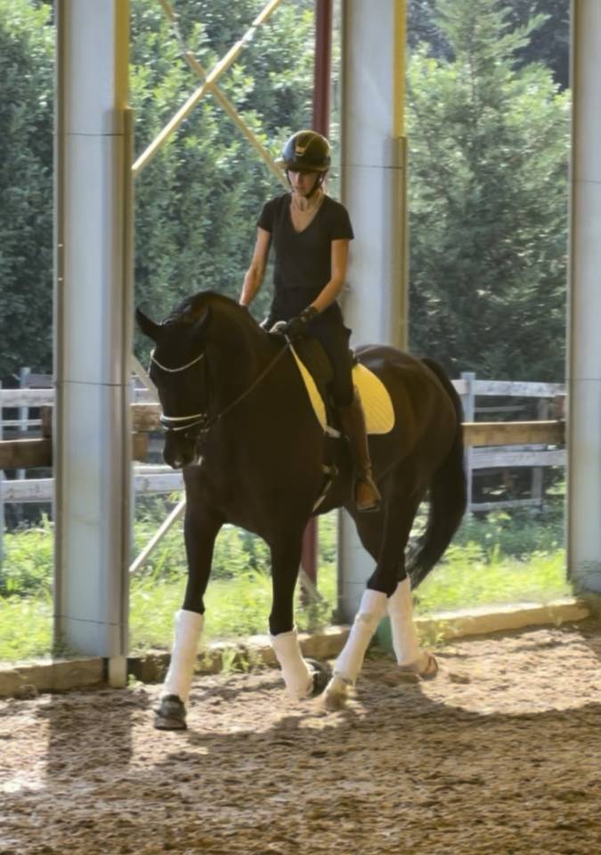 Caballo castrado KWPN Caballo de Deporte Neerland&eacute;s En venta 2020 Bayo moreno por Ebony