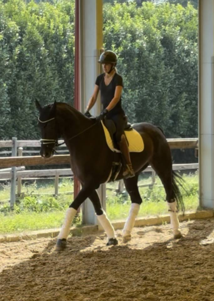 Caballo castrado KWPN Caballo de Deporte Neerland&eacute;s En venta 2020 Bayo moreno por Ebony