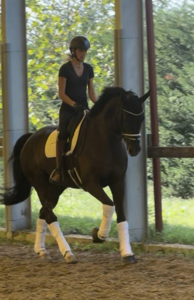 Caballo castrado KWPN Caballo de Deporte Neerland&eacute;s En venta 2020 Bayo moreno por Ebony