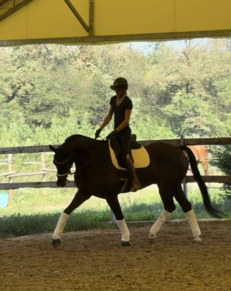 Caballo castrado KWPN Caballo de Deporte Neerland&eacute;s En venta 2020 Bayo moreno por Ebony